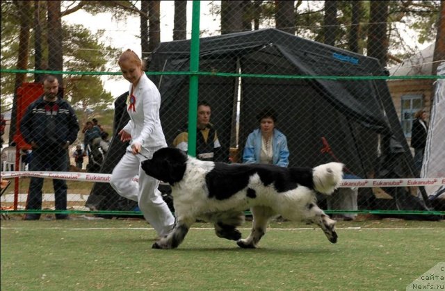Фото: ньюфаундленд Super Bizon Argo (Супер Бизон Арго)