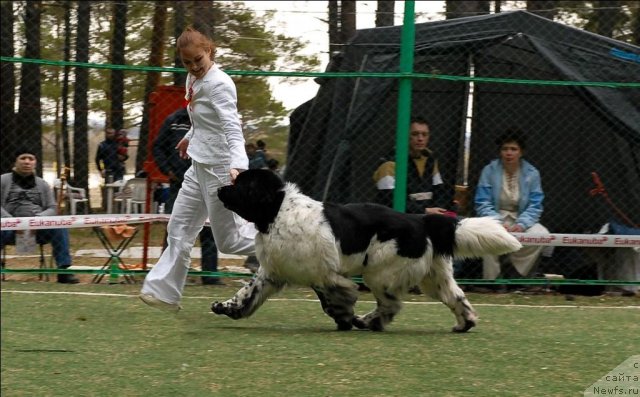 Фото: ньюфаундленд Super Bizon Argo (Супер Бизон Арго)