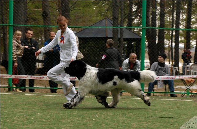 Фото: ньюфаундленд Super Bizon Argo (Супер Бизон Арго)
