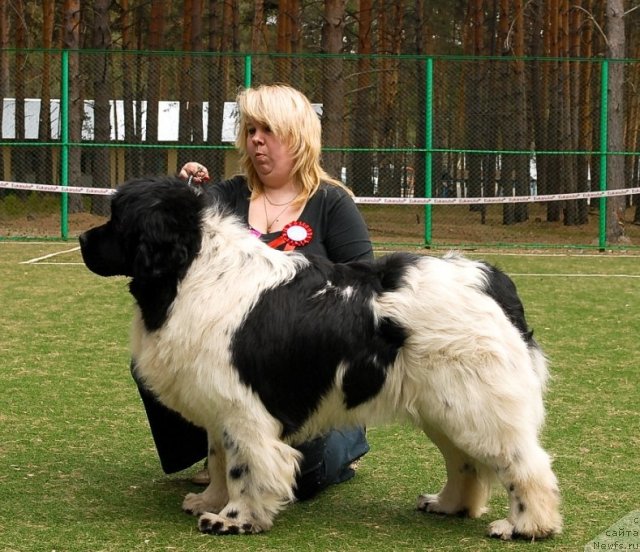 Фото: ньюфаундленд Kiper Soul Jemchujnyiy Korol' (Кипер Соул Жемчужный Король)