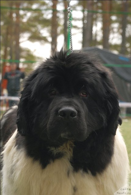 Фото: ньюфаундленд Kiper Soul Jemchujnyiy Korol' (Кипер Соул Жемчужный Король)