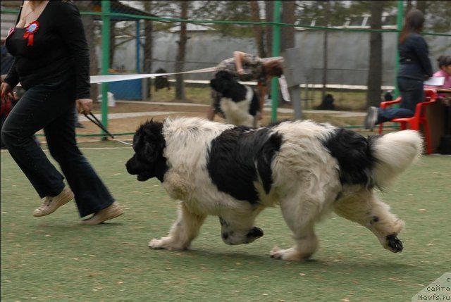 Фото: ньюфаундленд Kiper Soul Jemchujnyiy Korol' (Кипер Соул Жемчужный Король)