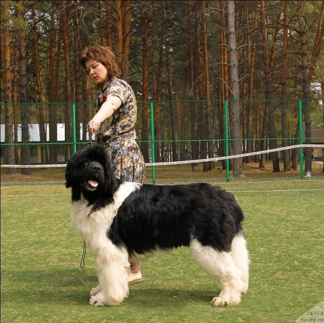 Фото: ньюфаундленд Chatkantarra Taro