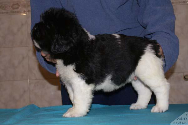 Фото: ньюфаундленд Landyish Serebristyiy s Berega Dona (Ландыш Серебристый с Берега Дона)