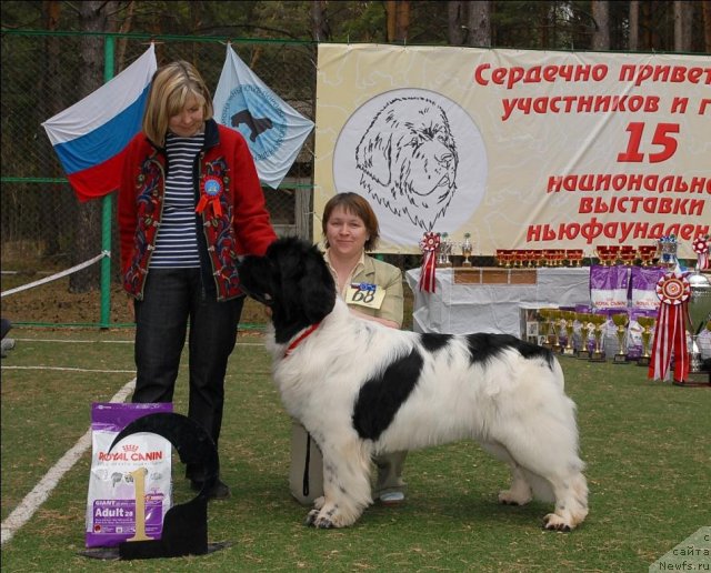 Фото: ньюфаундленд Super Bizon Baton (Супер Бизон Батон)