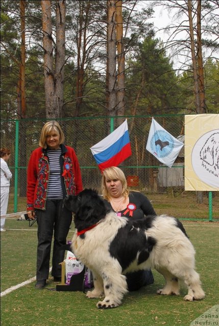 Фото: ньюфаундленд Kiper Soul Jemchujnyiy Korol' (Кипер Соул Жемчужный Король)