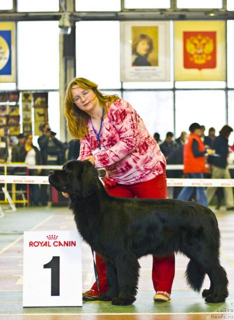 Фото: ньюфаундленд Sent Djons Infiniti (Сент Джонс Инфинити), YUliya YAstrebova (Юлия Ястребова)