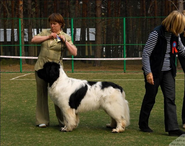 Фото: ньюфаундленд Super Bizon Baton (Супер Бизон Батон)