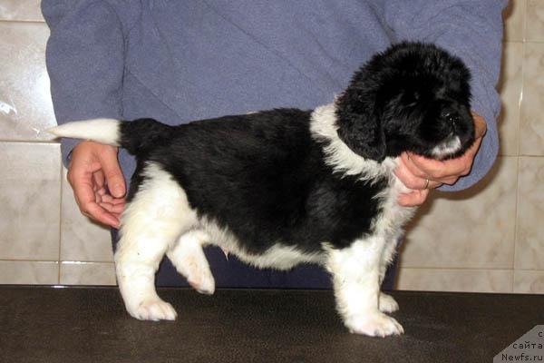 Фото: ньюфаундленд Lik Luchezarny s Berega Dona (Лик Лучезарный с Берега Дона)