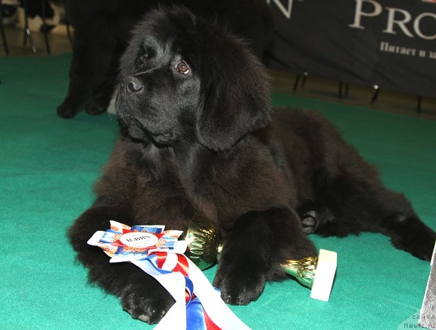 Фото: ньюфаундленд Osoba Statnaya iz Medvej'ego YAra (Особа Статная из Медвежьего Яра)