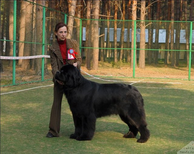 Фото: ньюфаундленд Aquatoriya Kelvin Kilimandzharo (Акватория Келвин Килиманджаро)
