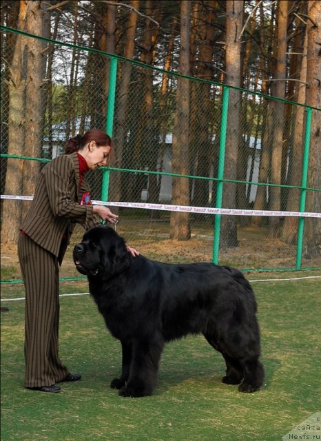 Фото: ньюфаундленд Aquatoriya Kelvin Kilimandzharo (Акватория Келвин Килиманджаро)
