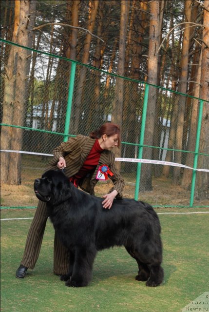 Фото: ньюфаундленд Aquatoriya Kelvin Kilimandzharo (Акватория Келвин Килиманджаро)