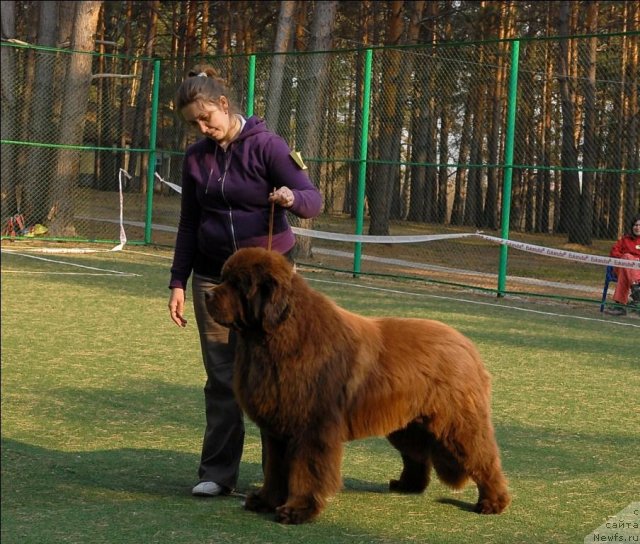 Фото: ньюфаундленд Komandor iz Medvej'ego YAra (Командор из Медвежьего Яра)