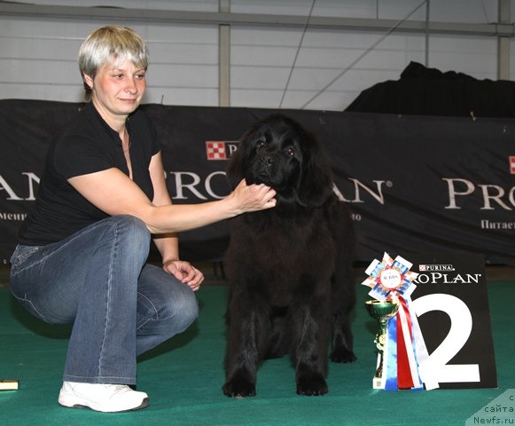 Фото: ньюфаундленд Osoba Statnaya iz Medvej'ego YAra (Особа Статная из Медвежьего Яра)