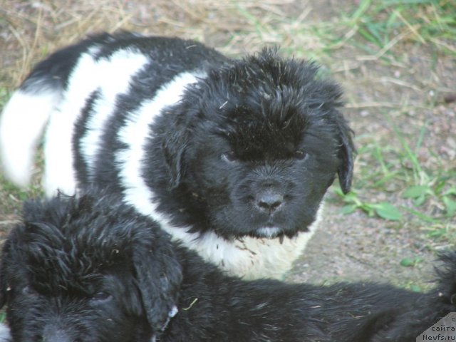 Фото: ньюфаундленд Plushevaya Panda Unikalnoe Sokrowischtsche (Плюшевая Панда Уникальное Сокровище)