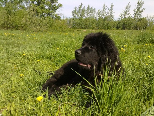 Фото: Щенок то, ньюфаундленд Velikiy Medved' Zagadka (Великий Медведь Загадка), ньюфаундленд Atlant Byest (Атлант Бэст)
