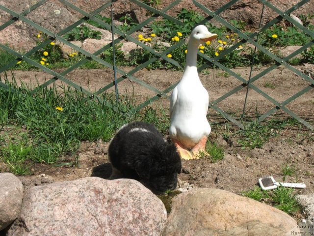 Фото: ньюфаундленд Plushevaya Panda Uiljam Venzenosnyj (Плюшевая Панда Уильям Венценосный)