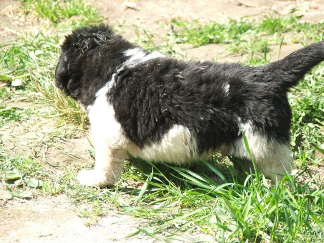 Фото: ньюфаундленд Plushevaya Panda Ultra Modnaja Schtutschka (Плюшевая Панда Ультра Модная Штучка)