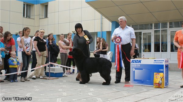 Фото: ньюфаундленд Markiza iz Medvej'ego YAra (Маркиза из Медвежьего Яра)