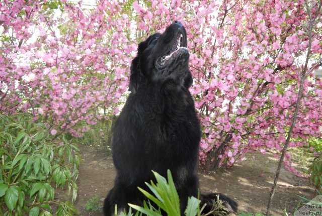 Фото: ньюфаундленд Rembrant Tvorec SHedevrov (Рембрант Творец Шедевров)