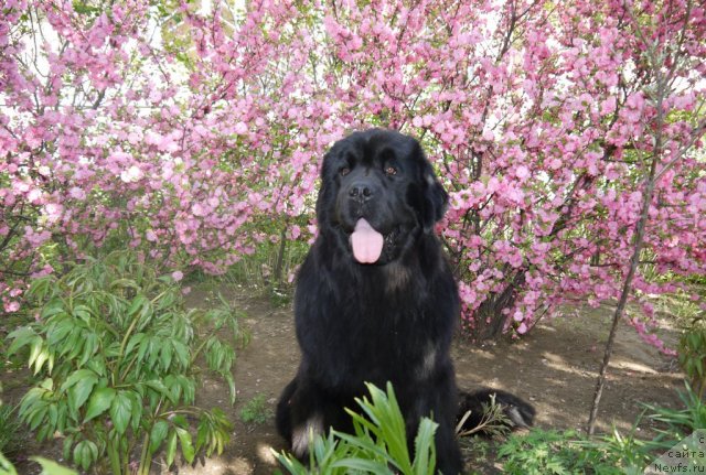 Фото: ньюфаундленд Rembrant Tvorec SHedevrov (Рембрант Творец Шедевров)