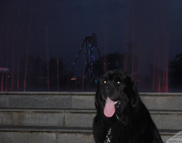 Фото: ньюфаундленд Rembrant Tvorec SHedevrov (Рембрант Творец Шедевров)