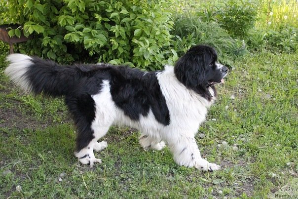 Фото: ньюфаундленд Super Premium Eseniya (Супер Премиум Есения)