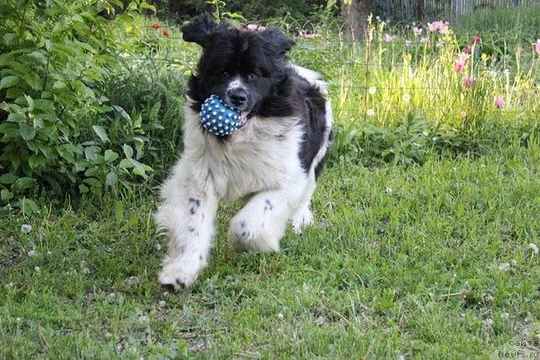 Фото: ньюфаундленд Super Premium Eseniya (Супер Премиум Есения)