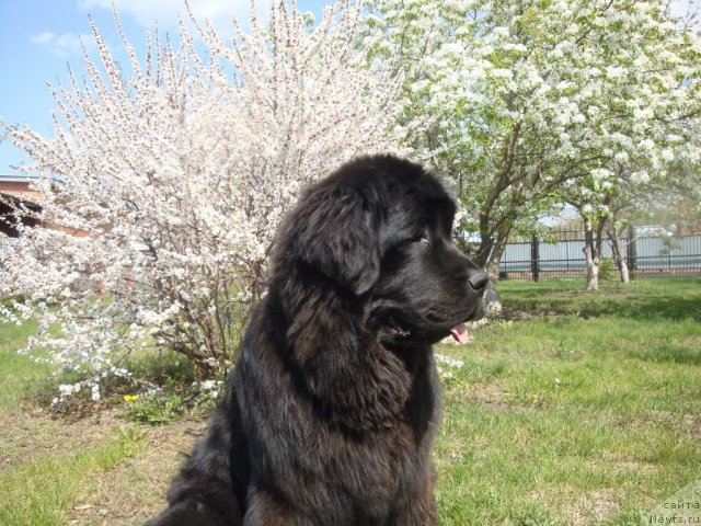 Фото: ньюфаундленд Ih Visochestvo Gloria Airis (Их Высочество Глория Айрис)