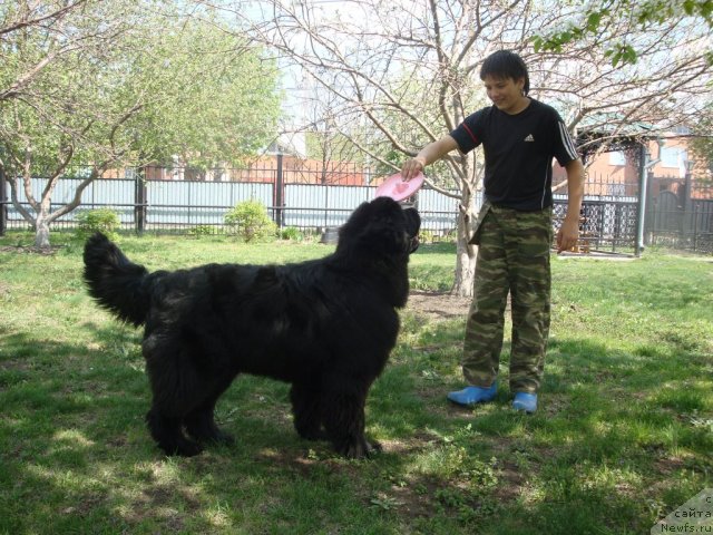 Фото: ньюфаундленд Ih Visochestvo Gloria Airis (Их Высочество Глория Айрис), Vladimir Ignatenko (Владимир Игнатенко)