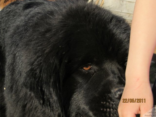 Фото: ньюфаундленд Ih Vyisochestvo Vladlena Madjiks (Их Высочество Владлена Маджикс)