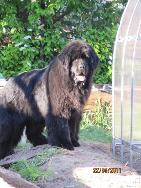 Фото: ньюфаундленд Ih Vyisochestvo Vladlena Madjiks (Их Высочество Владлена Маджикс)