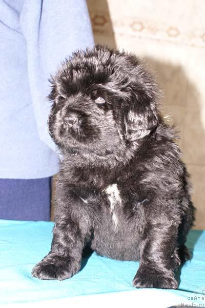 Фото: ньюфаундленд Lastena s Berega Dona (Ластёна с Берега Дона)