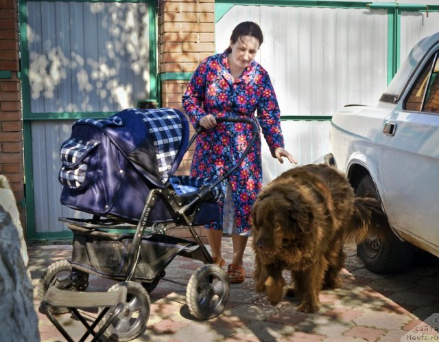 Фото: Nadejda Momot (Надежда Момот), ньюфаундленд Lesnaya Skazka Izol'da (Лесная Сказка Изольда)