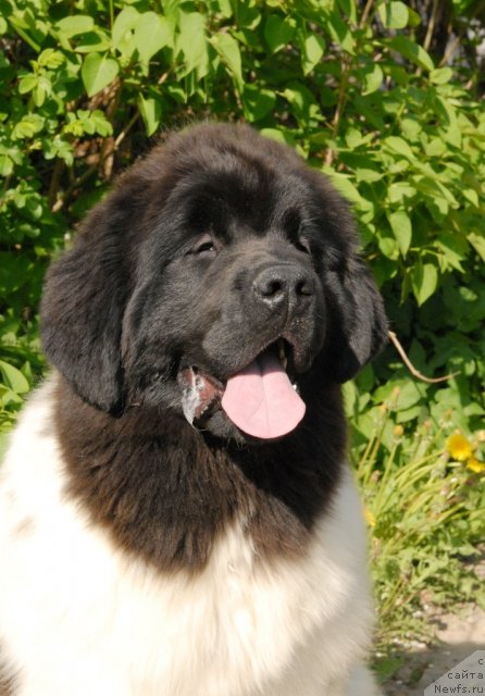 Фотография № 67569