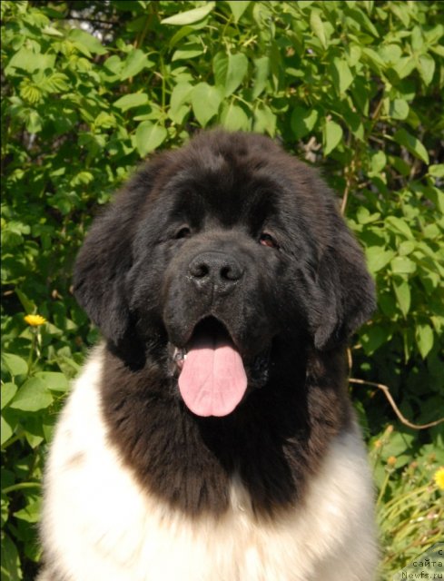 Фотография № 67570