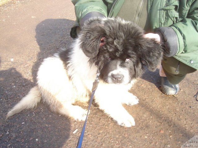 Фотография № 67574