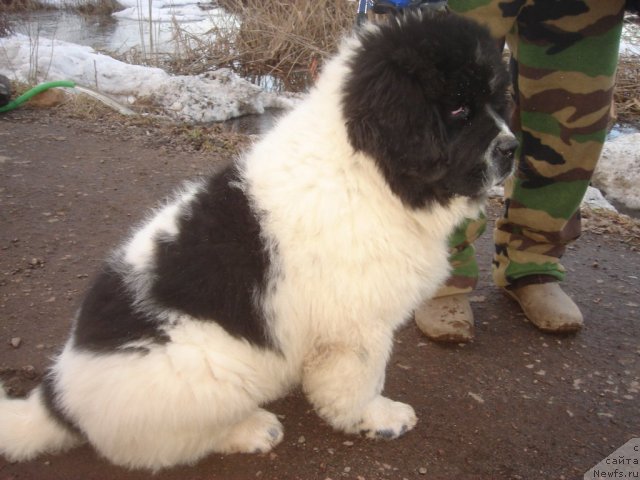 Фотография № 67576