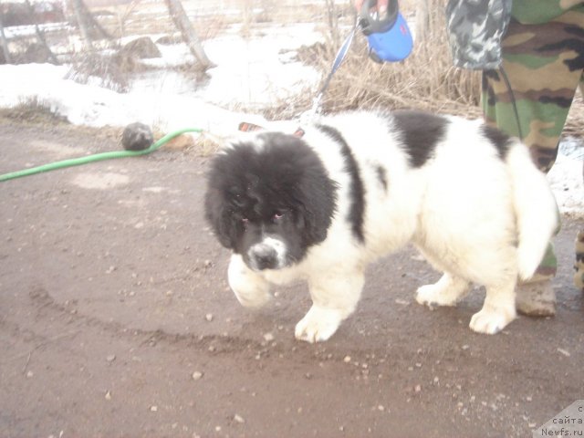 Фотография № 67577