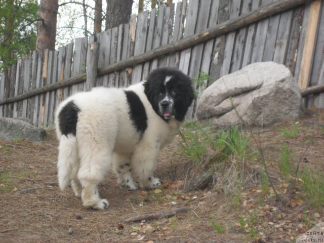 Фотография № 67579