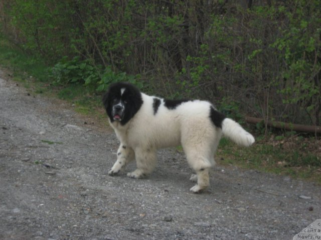 Фотография № 67581