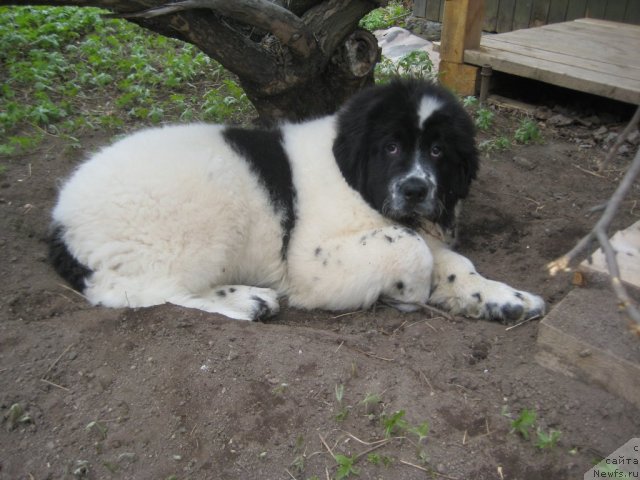 Фотография № 67582