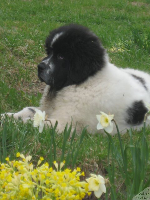 Фотография № 67585