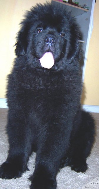 Фотография № 67587