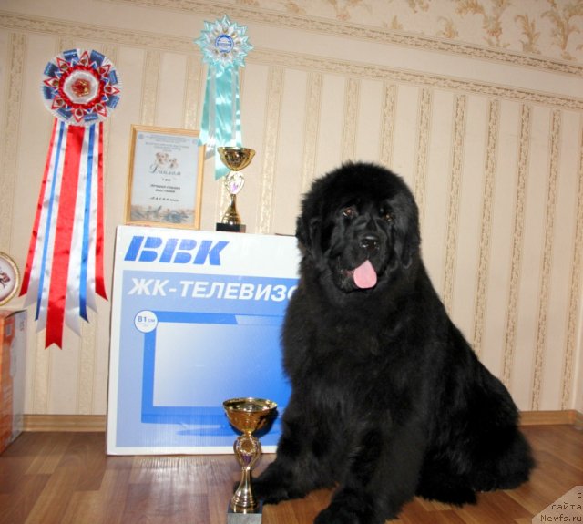 Фото: ньюфаундленд Markiza iz Medvej'ego YAra (Маркиза из Медвежьего Яра)