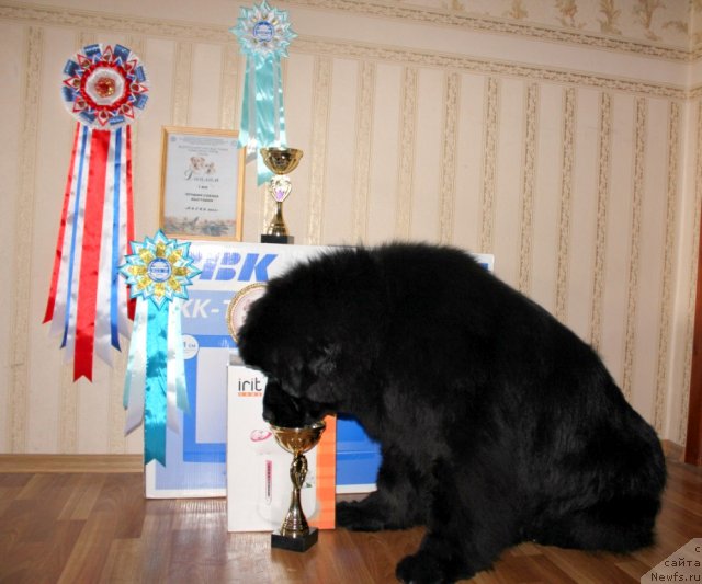 Фото: ньюфаундленд Markiza iz Medvej'ego YAra (Маркиза из Медвежьего Яра)