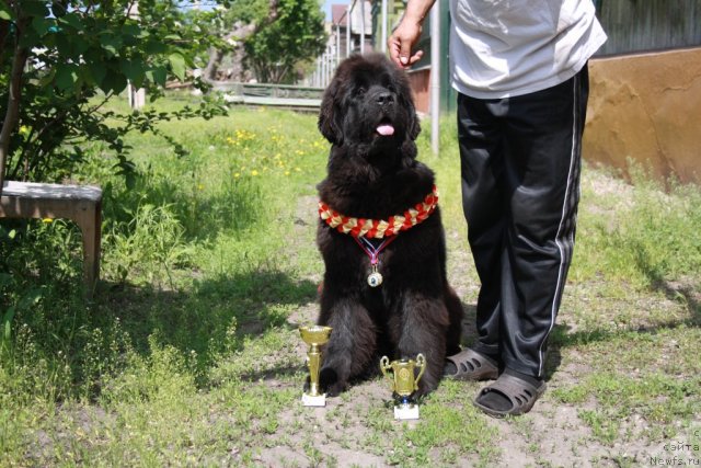 Фото: ньюфаундленд N'yufort Bay'yu Tiana (Ньюфорт Бай'ю Тиана)