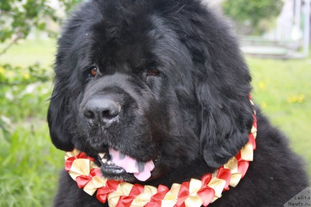 Фото: ньюфаундленд Lesnaya Skazka Ruslana (Лесная Сказка Руслана)