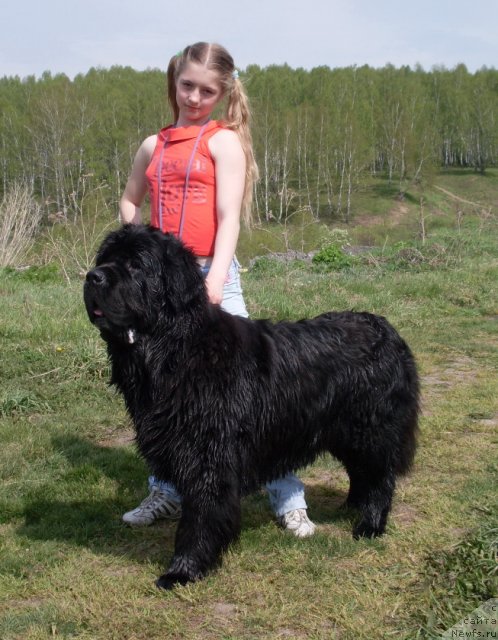 Фото: ньюфаундленд Arh B'yuti Odri Vol'naya Ptica (Арх Бьюти Одри Вольная Птица)